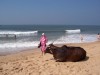 Ko på stranden