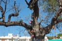 Árbol de chupetes - nappträd