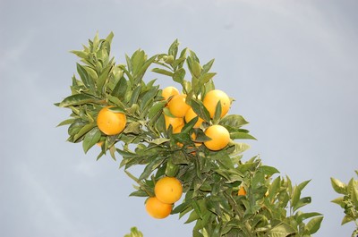Apelsinerna börjar mogna