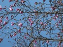 En av många magnifika magnolier i Botaniska.