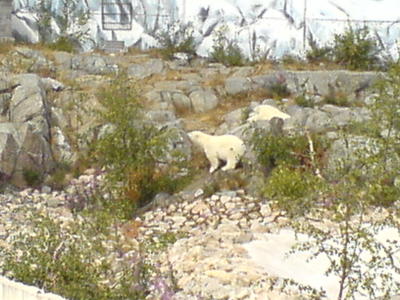 isbjörnar