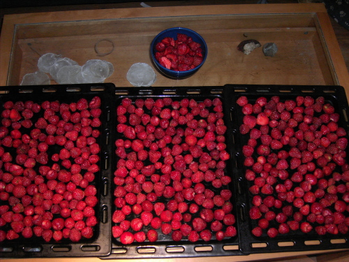 Jordgubbar / Erdbeeren