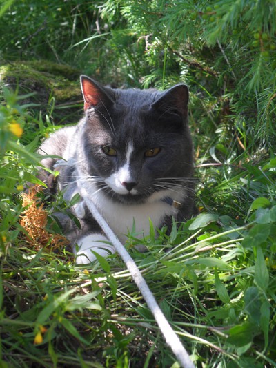 Här är en av dom söta katterna som finns hemma :) Mr Grey heter han!