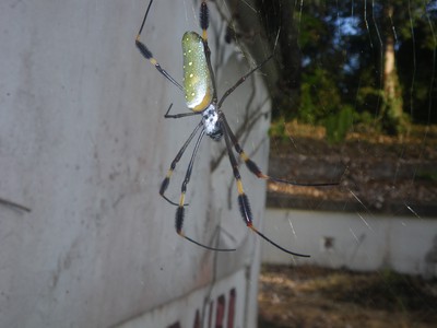 Spider Fort Sherman Shelter bay Panama