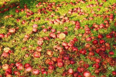 äpplen i Finja den 6/1 2012