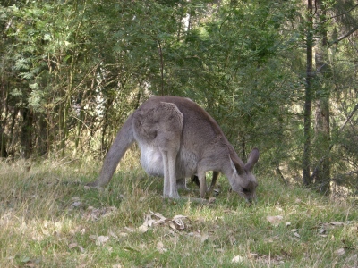 kangaroo.
