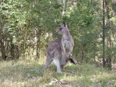kangaroo 2.