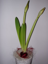 Min hyacint