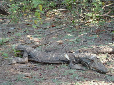 relativt död krokodil...