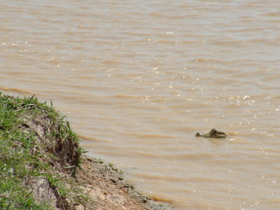 krokodil i en liten vattenpöl... de var överallt!