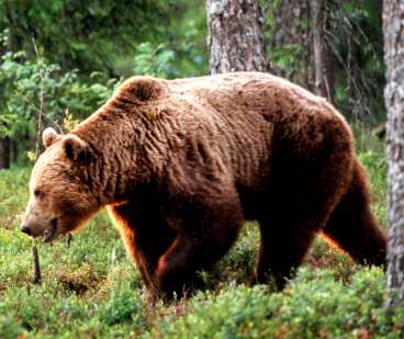 Varför äter björnen nyckelhålsmärkt mat om hösten?