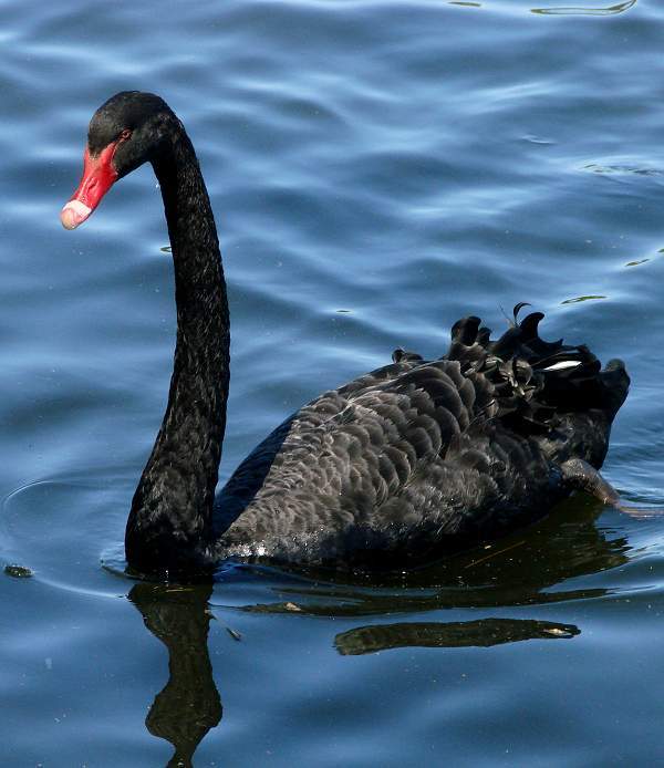 Black swan on Yarra River
