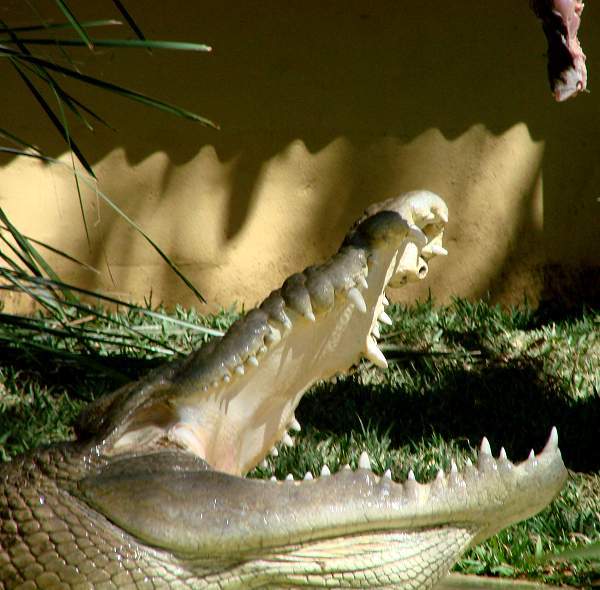 Tempting a crocodile