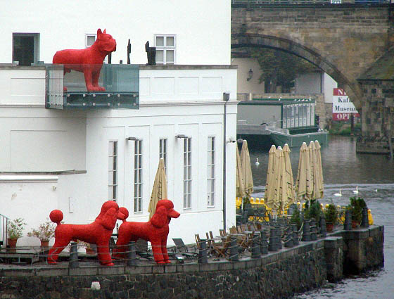Red dogs near Charles Bridge