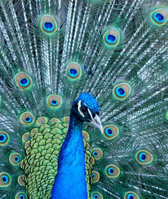 Skansen peacock