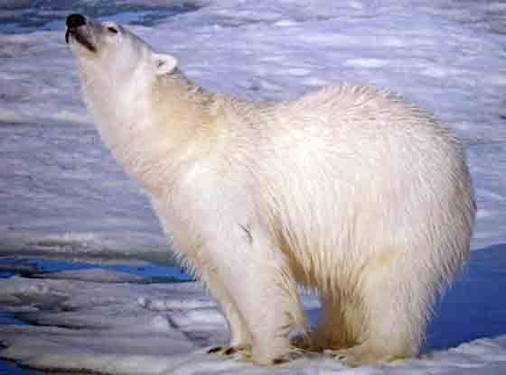 Polar bear at home