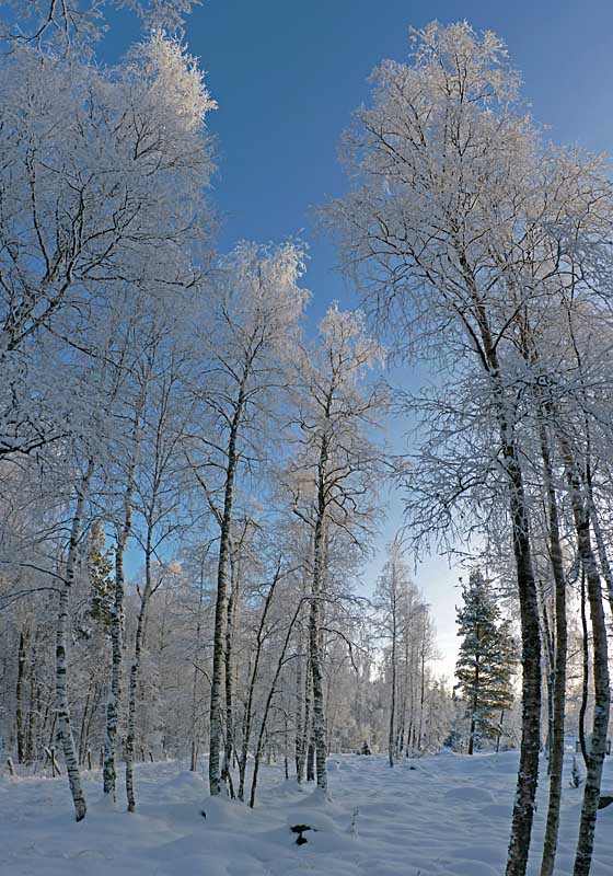 Snowy birch trees