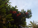 Apelsinträd