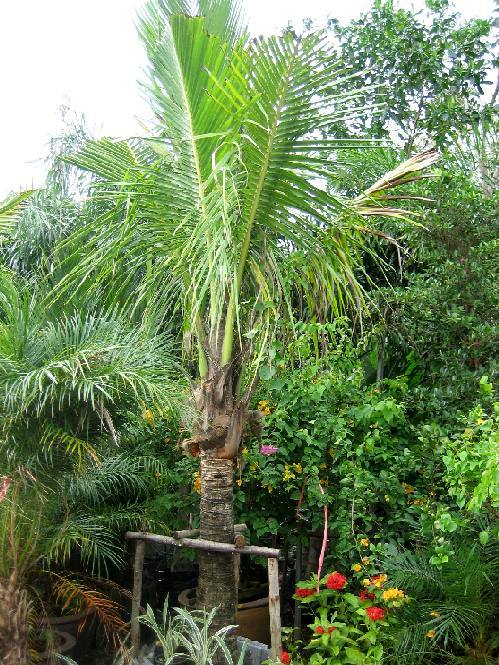 Den här cocospalmen valde vi ut hos trädgårdsmästaren