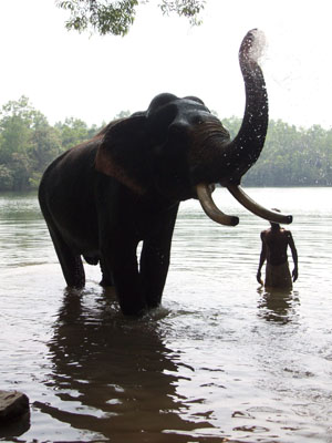Elefantdusch
