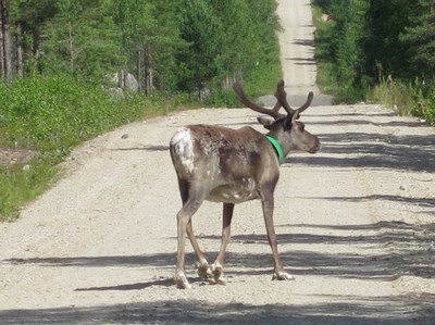 En av alla renar i Norrland. På utflykt med Hampus i närheten av Blattniksele.