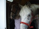 hästarna i transporten :(