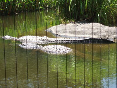 Zoo krokodiler