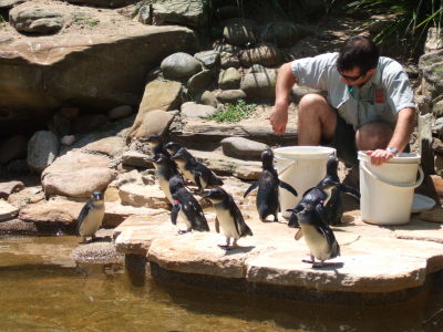 zoo pingviner smaskar