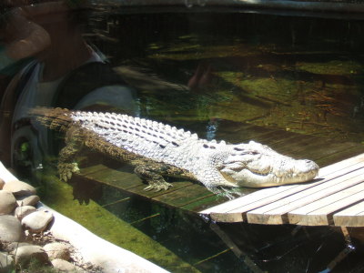 zoo slo krokodil