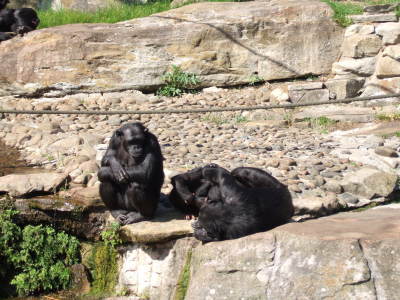 zoo schimpanser 3