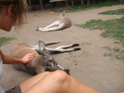 zoo jag och kanguru