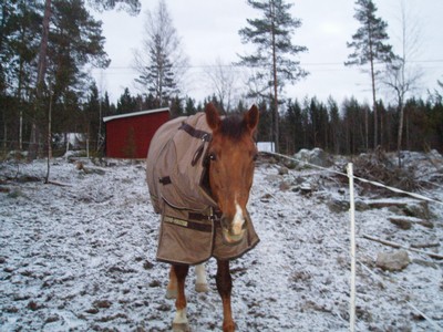 Detta är min häst Sting. Valack född -99. Ras är Kwpn och han är import från Holland.