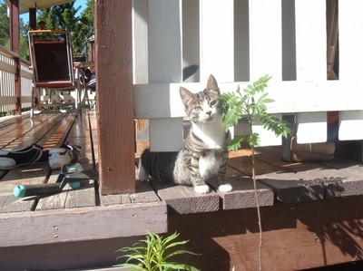 Här är våran minsta katt Elza! Hon är ute i solen och myser!
