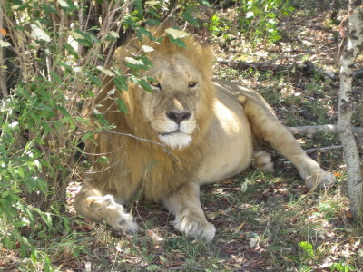 Lejonkungen i Masai Mara