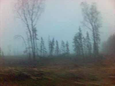Dimmigt i skogen