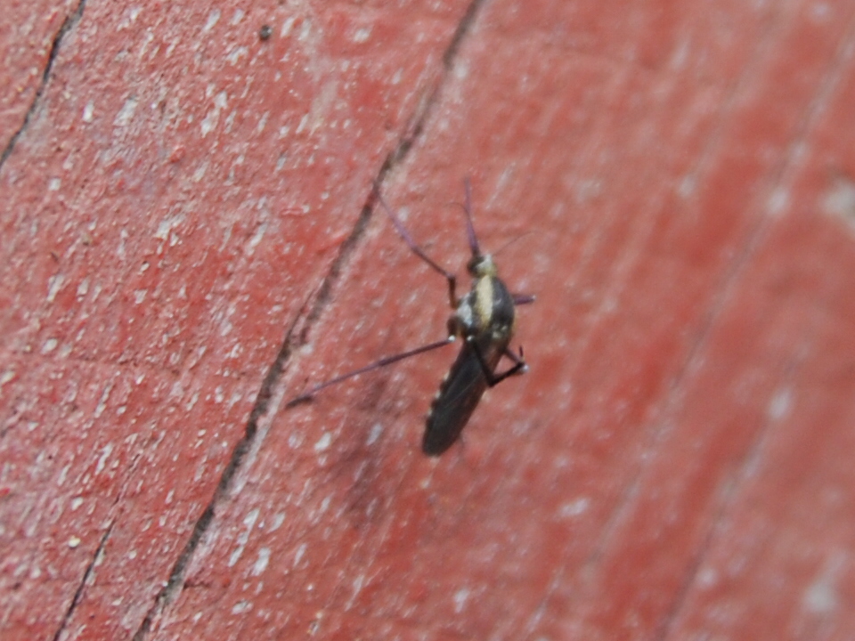 svart myra kön piller