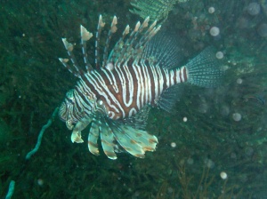 lionfish2