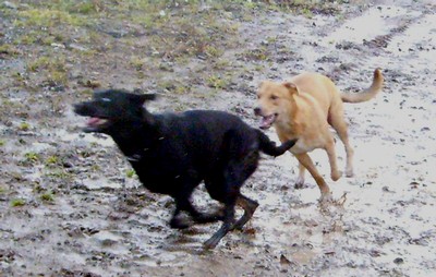 Dina och den yngre hunden jagar runt efter varandra i leran
