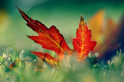 Färgmässigt så är ju hösten den vackraste årstiden.