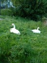 Two swans we saw on our walk.