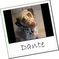 vår hund som är dalmatin
