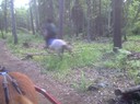 Hanna hoppar Vasti i skogen