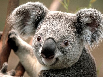 sööööööt koalaaaa<33