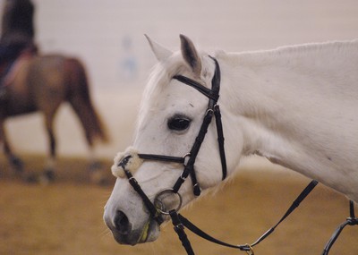 Här kommer lite bilder på min häst Carmenzita (kallas Zita) :)              /Clara