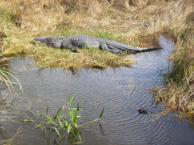 alligator i vassen