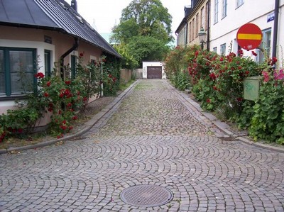 många rosor i Lund
