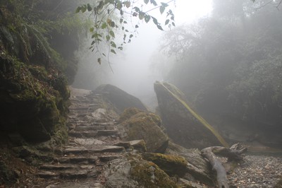 Sagolik mystisk skog i Annapurna