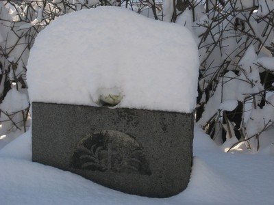 Fredsduva under tävket av snö