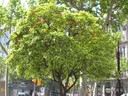 Inte alla städer som har ett mandaringträd mitt i city ;)