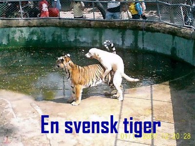 en svensk tiger